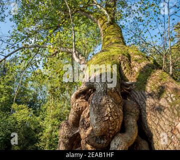 1000 year old Tassilolinde in Wessobrunn, Weilheim district, Upper Bavaria, Bavaria, Germany, Europe Stock Photo