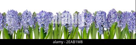 Purple hyacinth flowers border isolated on white. Hyacinthus horizontal seamless pattern. Spring floral banner. Stock Photo