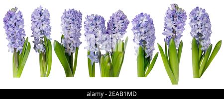 Purple hyacinth flowers with leaves isolated on white. Hyacinthus spring plants. Seven objects set. Stock Photo