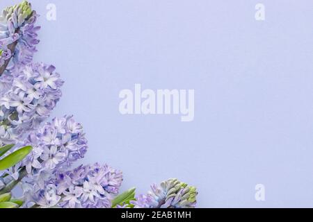 Purple hyacinth flowers and buds on the colored tinted paper sheet background. Spring greeting card. Stock Photo