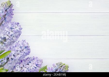 Hyacinth purple flowers and buds on the white rough painted wooden planks background. Spring greeting card. Stock Photo
