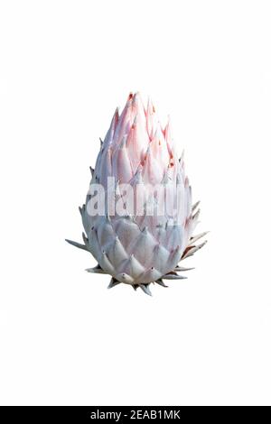 Protea cynaroides bloom isolated on white. National flower of the South Africa. Stock Photo