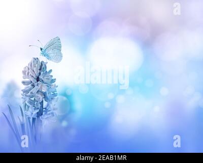 Blue holly butterfly and hyacinth purple flower on the turquoise blurred background. Floral desktop. Stock Photo
