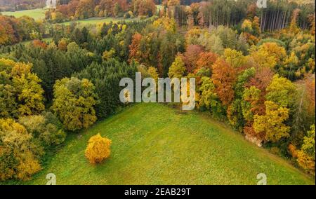 Autumn forest from above, near Dießen, drone photo, Fünfseenland, Upper Bavaria, Bavaria, Germany, Europe Stock Photo