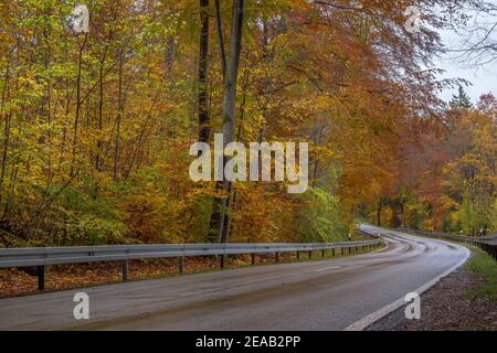 Country road in the rain through a forest in autumn, Upper Bavaria, Bavaria, Germany, Europe Stock Photo