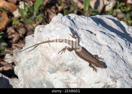 Lizard on stone Stock Photo