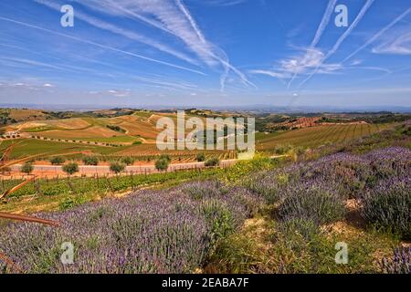 California Wine Country Stock Photo
