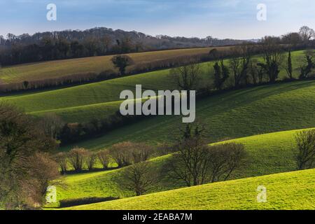 Fields and Meadows of Conqueror Wood, Torquay, Devon in England in Europe Stock Photo