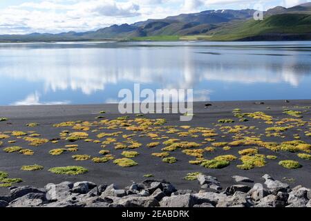 Salt-tolerant plants (halyphytes) in the bay near Lonslon in the north of Iceland Stock Photo