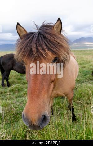 Icelandic horses (Equus ferus caballus), dun, litla a, Akureyri, northern Iceland Stock Photo