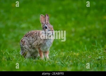 A Cottontail Rabbit (Sylvilagus) sits on the summer grass for a portrait. Stock Photo