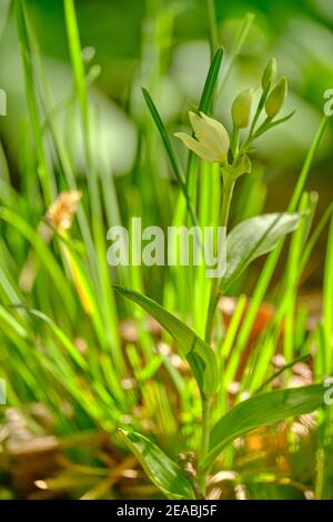 White forest bird, Cephalanthera damasonium, Stock Photo