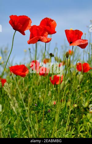 Poppy fields in the evening light Stock Photo