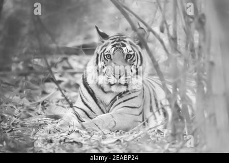 Bengal tiger (Panthera tigris tigris) is found on the Indian subcontinent Stock Photo
