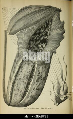 Nepenthes northiana Journal of the Royal Horticultural Society of London Vol 21 1897. Stock Photo