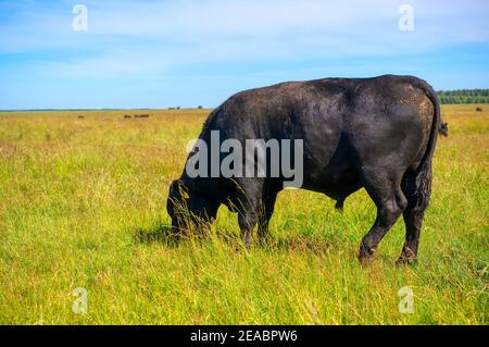 A black angus bull stands on a green grassy field. Stock Photo