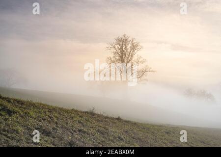 Europe, Switzerland, Central Switzerland, Canton Zug, foggy landscape Stock Photo