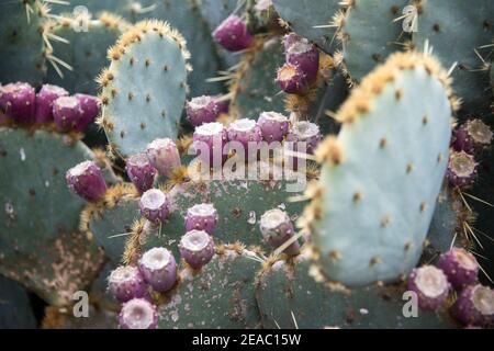 Cactus fruits Stock Photo