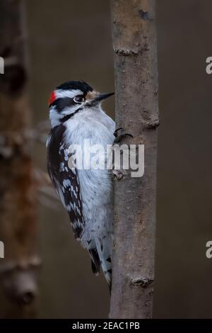 A male Downy Woodpecker (Picoides pubescens) clings to a branch looking for insects. Stock Photo