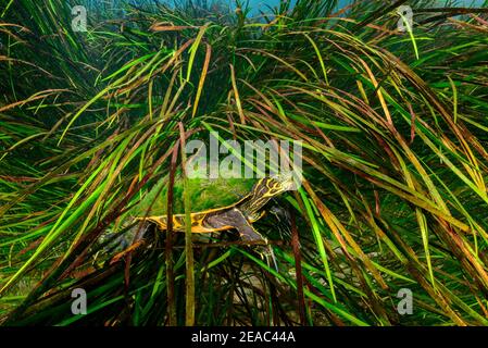 Common Florida eared turtle (Pseudemys concinna floridana), underwater between plants, Rainbow River, Dunnellon, Marion County, Florida, USA Stock Photo