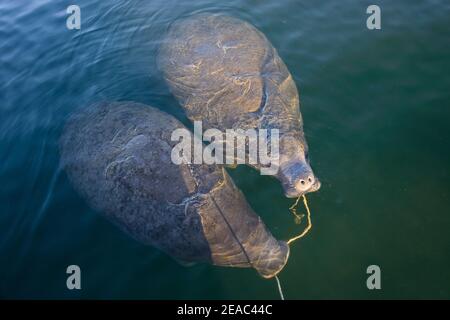 Florida manatees (Trichechus manatus latirostris) playing with anchor rope in their mouths, Kings Bay, Crystal River, Citrus County, Florida, USA Stock Photo