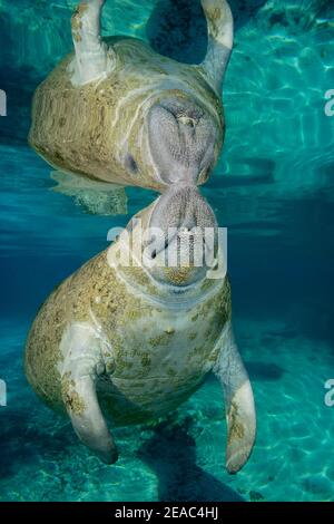 Florida manatee (Trichechus manatus latirostris) reflected on the water surface, Three Sisters, Kings Bay, Crystal River, Citrus County, Florida, USA Stock Photo