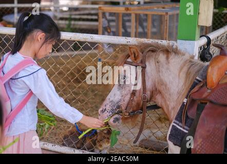 A cute young Asian girl is feeding leaves to a brown pony at a farm. Stock Photo