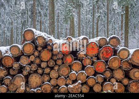 Felled tree trunks in the winter forest on the Erbeskopf (816 m), highest mountain in Rhineland-Palatinate, Hunsrück-Hochwald National Park, Rhineland-Palatinate, Germany Stock Photo