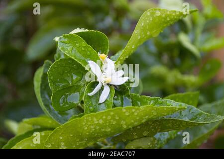 Lemon blossom flower with green leaves on branches on tree concept lemon blossoms and sour lime plant Stock Photo