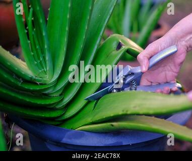 A gardener is using a pruning shears to cut the leaf of a large Aloe Vera  leaf Stock Photo - Alamy