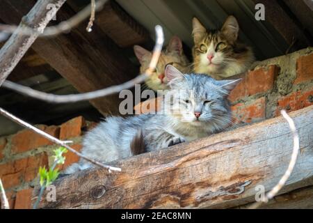 Stray cats in abandoned building. Three adorable street cats on brick grunge fence wall background in sunny spring or summer day Stock Photo