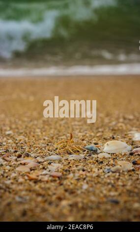 Small Shells On The Beach Sand . View of beach covered with different sea shells. Selective focus. Many small shells close-up lying on the beach on a Stock Photo