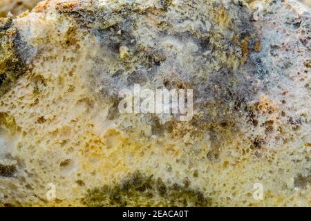 Moldy slice of whole-grain bread closeup Stock Photo