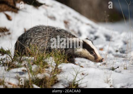 Badger, Meles meles, in winter Stock Photo