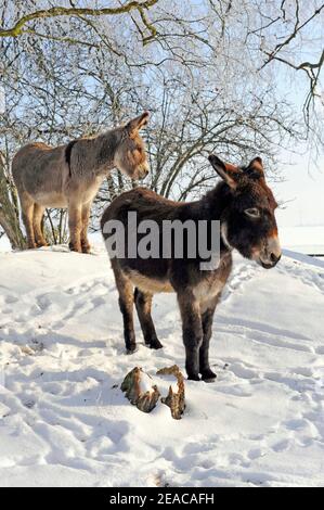 Two brown and gray donkeys under frosted birch trees in a wintry paddock Stock Photo