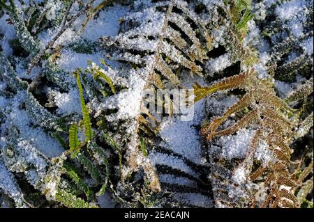 Ferns dusted with snow in the snowy winter forest Stock Photo