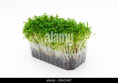 Fresh green cress against a white background Stock Photo