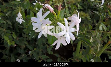 Jasminum multiflorum, commonly known as star jasmine Stock Photo