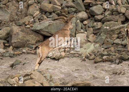 Capricorn on Stok Kangri Stock Photo