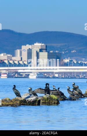 Wien / Vienna, sunbathing group of great cormorant (Phalacrocorax carbo) at river Donau (Danube), bridge Reichsbrücke, building of Pensionsversicherungsanstalt (PVA), mountain Wienerwald in 02. Leopoldstadt, Austria Stock Photo