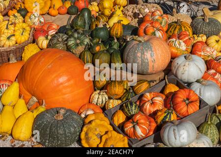 England, Surrey, Guildford, RHS Wisley, Pumpkin Display Stock Photo