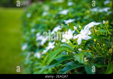 Close up The Gardenia Crape Jasmine flower in the garden. Stock Photo