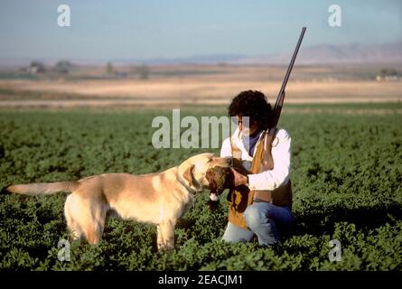 Woman of color taking ring-necked pheasant from her yellow Labrador retriever in Canyon County in SW Idaho USA Stock Photo