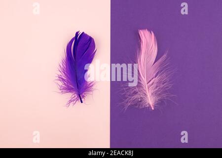 Abstract geometric paper background of pastel pink and purple colors with violet feather. Copy space for design. Stock Photo