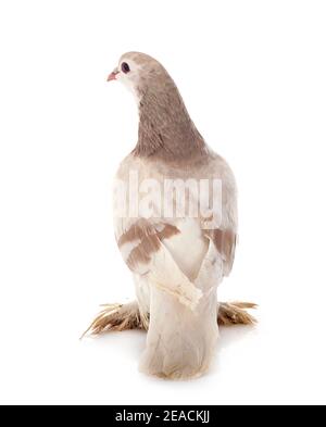 Lahore pigeon in front of white background Stock Photo