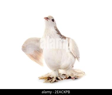 Lahore pigeon in front of white background Stock Photo