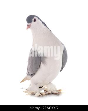 Lahore pigeon in front of white background Stock Photo