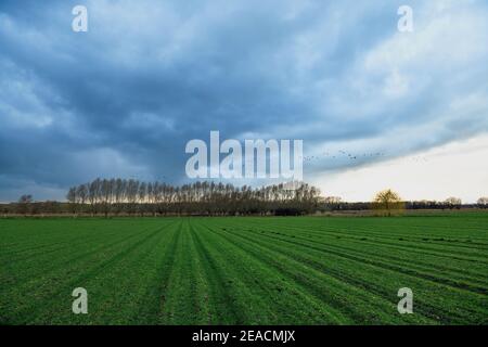 Harvested field with young green risen seeds in spring with birds in the distance Stock Photo