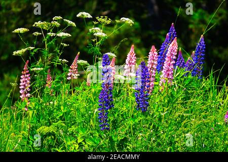 Lupins in different colors at the edge of the forest in landscape format, Stock Photo