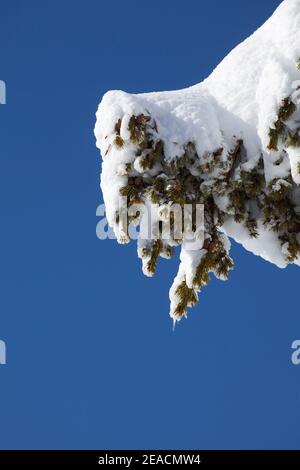 Forest Scots Pine, Pine, Pinus sylvestris, covered in snow against a blue sky Stock Photo